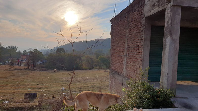 Dogs roaming in the streets of Dharamshala, Himachal Pradesh, India
