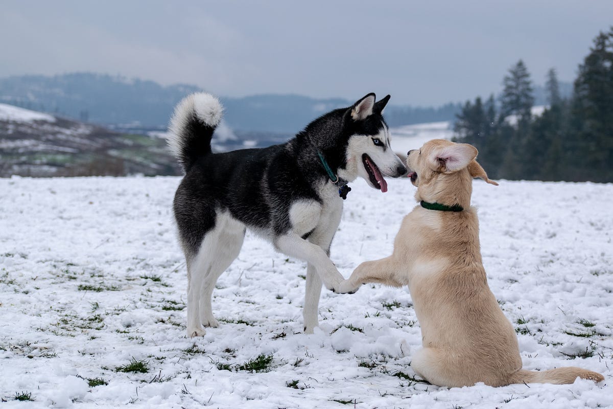 The Incident That Changed My Perception of Dogs