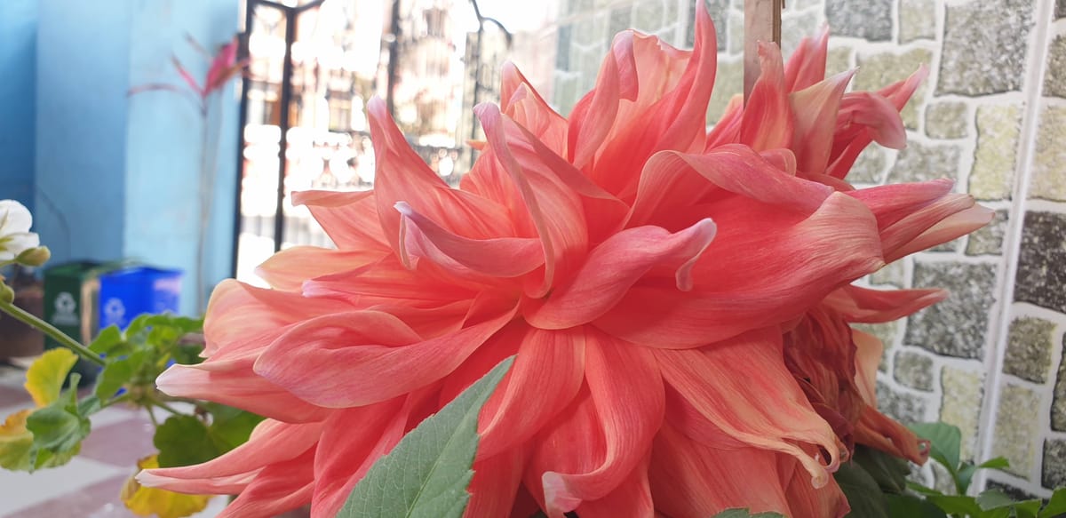 On the beauty of flowers
