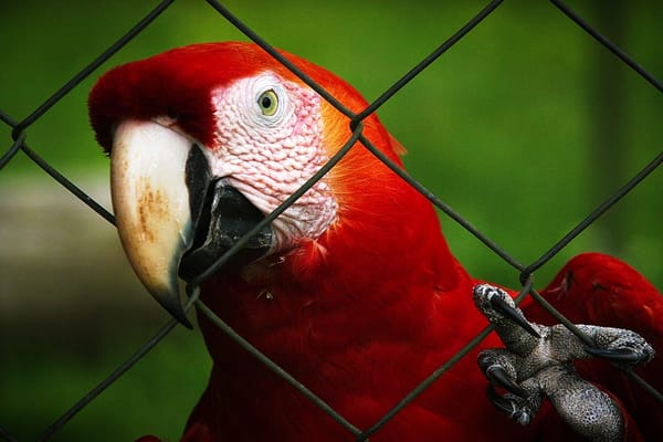 How a Talented But Caged Parrot Snatched His Freedom From His Master