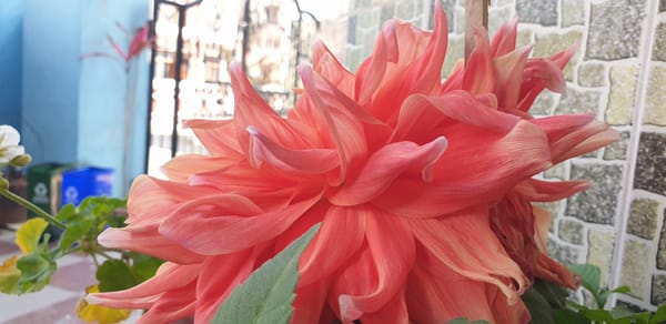 On the beauty of flowers