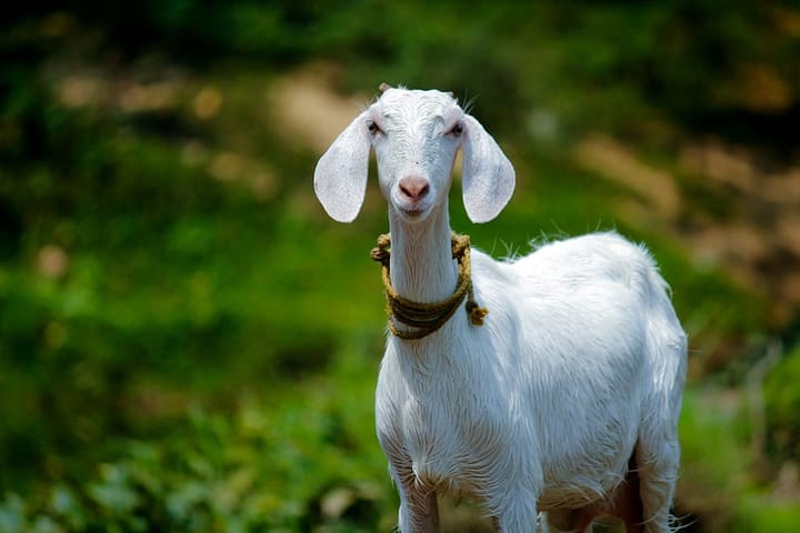 A goat